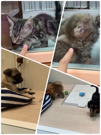 �u���O�摜