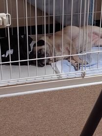 �u���O�摜