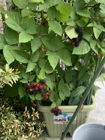 �u���O�摜