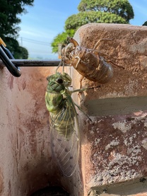 �u���O�摜