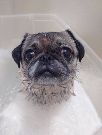 �u���O�摜