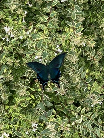 �u���O�摜