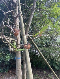 �u���O�摜