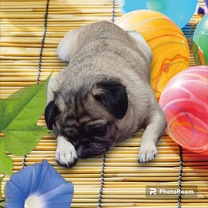 �u���O�摜