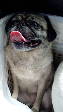 �u���O�摜