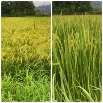 �u���O�摜