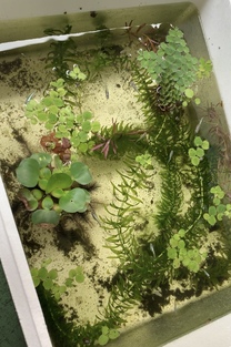 �u���O�摜