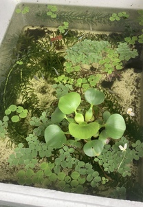 �u���O�摜