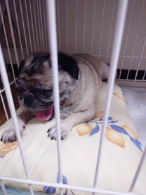 �u���O�摜