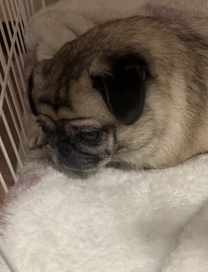 �u���O�摜