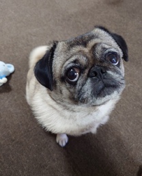 �u���O�摜