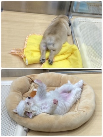 �u���O�摜