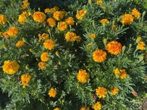 εβ