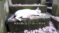 �u���O�摜