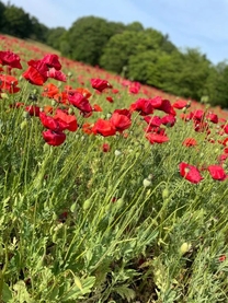 �u���O�摜