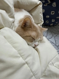 ��������...