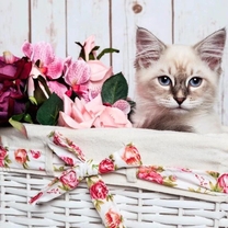 �u���O�摜