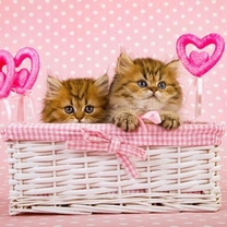 ���g�ދ΂��܂���