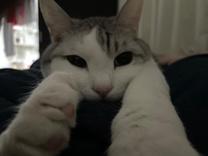 肪...
