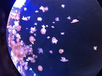 �u���O�摜