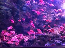 �u���O�摜