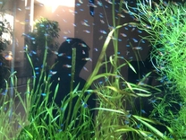 �u���O�摜