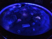 �u���O�摜