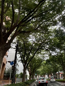 �u���O�摜