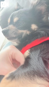 �u���O�摜