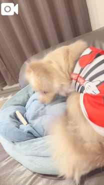 �u���O�摜