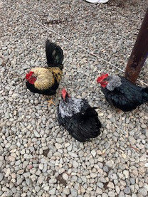 ���ε����β���