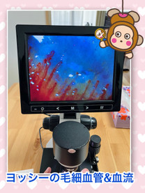 ���ε����β���