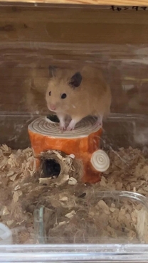 �u���O�摜