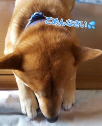 �u���O�摜