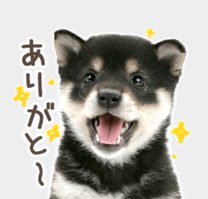 �����🈵�̉摜