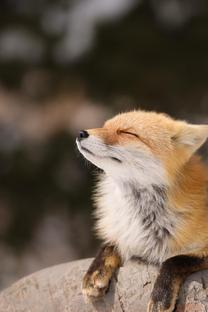 �u���O�摜