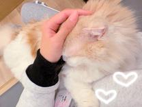 �u���O�摜