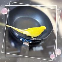 �u���O�摜