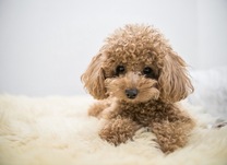 �u���O�摜