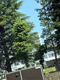 残念?