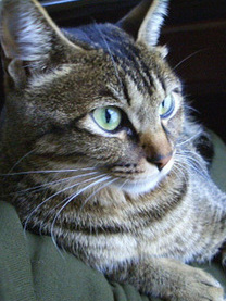 �u���O�摜