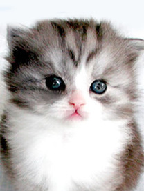 �e�X�g��...