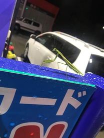 �u���O�摜