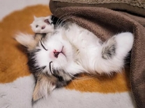 �������x�ݒ�3