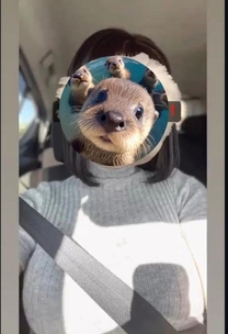 �����p�C...