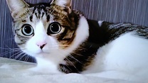 �u���O�摜