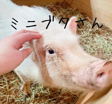 ＧＷ2日目！豚を触ってみましたー！