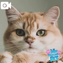 ���ε����β���